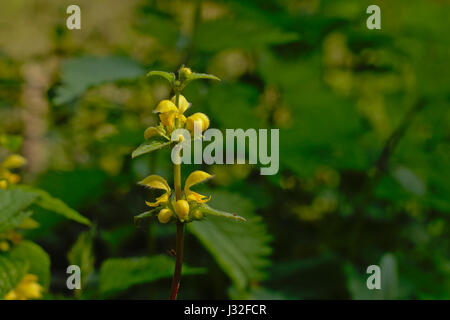 Jaune à fleurs plante archange, également connu sous le nom de l'usine d'artillerie ou de l'usine d'aluminium, selective focus Banque D'Images