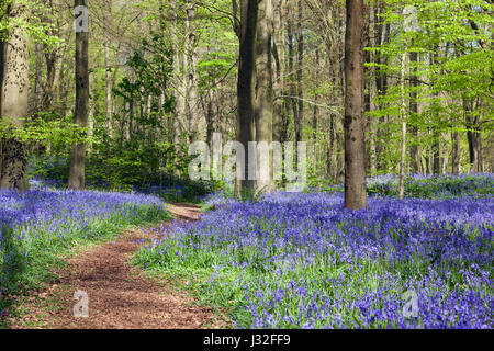 Un chemin parmi les cloches à fleurs dans le bois bleu de West Woods, près de Marlborough, Wiltshire, Angleterre, Royaume-Uni Banque D'Images