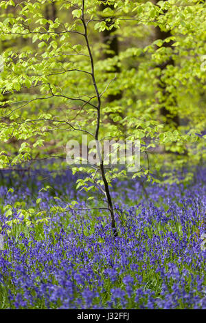 Jeune hêtre avec de nouvelles feuilles vertes poussant dans une mer de bluebells, West Woods bluebell Wood près de Marlborough, Wiltshire, Angleterre, Royaume-Uni Banque D'Images