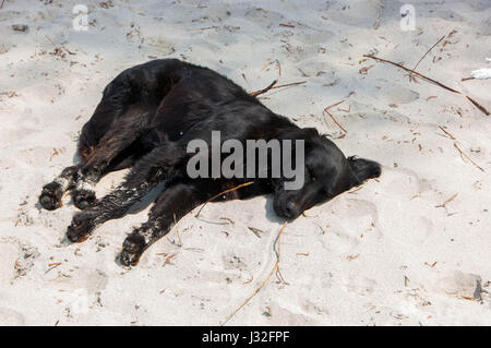 Chien errant se détendre et se reposer allongé sur le sable à la plage Banque D'Images