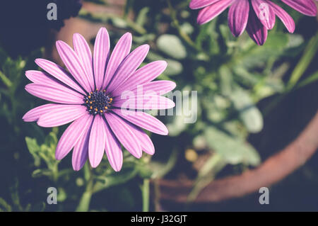 Cape pourpre fleur marguerite, dimorphotheca ecklonis Banque D'Images