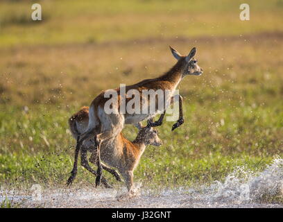 Saut d'antilope. Prise de vue très dynamique. Botswana. Delta de l'Okavango. Banque D'Images