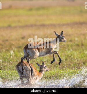 Saut d'antilope. Prise de vue très dynamique. Botswana. Delta de l'Okavango. Banque D'Images