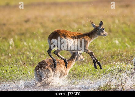 Saut d'antilope. Prise de vue très dynamique. Botswana. Delta de l'Okavango. Banque D'Images