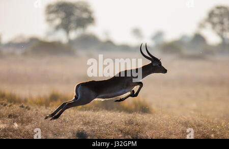 Saut d'antilope. Prise de vue très dynamique. Botswana. Delta de l'Okavango. Banque D'Images