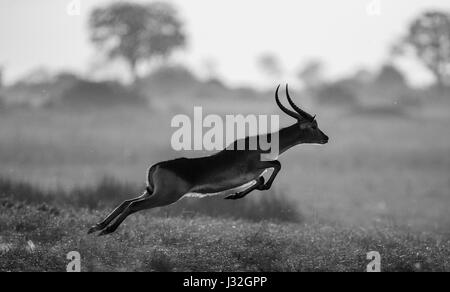 Saut d'antilope. Prise de vue très dynamique. Botswana. Delta de l'Okavango. Banque D'Images