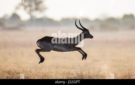 Saut d'antilope. Prise de vue très dynamique. Botswana. Delta de l'Okavango. Banque D'Images