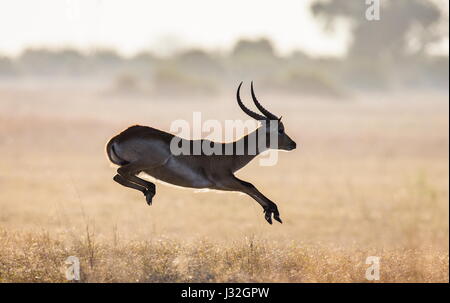 Saut d'antilope. Prise de vue très dynamique. Botswana. Delta de l'Okavango. Banque D'Images