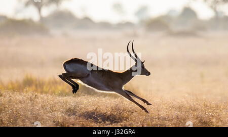 Saut d'antilope. Prise de vue très dynamique. Botswana. Delta de l'Okavango. Banque D'Images