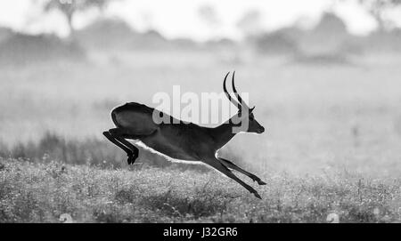 Saut d'antilope. Prise de vue très dynamique. Botswana. Delta de l'Okavango. Banque D'Images