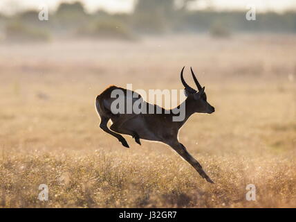 Saut d'antilope. Prise de vue très dynamique. Botswana. Delta de l'Okavango. Banque D'Images