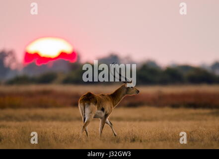 Antilope debout sur le fond d'un grand soleil de lever du soleil. Botswana. Delta de l'Okavango. Banque D'Images