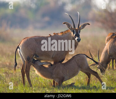 Antilope mâle et femelle pendant la saison d'accouplement. Botswana. Delta de l'Okavango. Banque D'Images