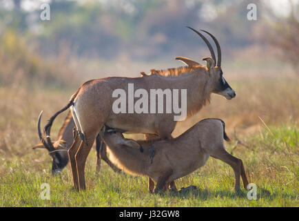 Antilope mâle et femelle pendant la saison d'accouplement. Botswana. Delta de l'Okavango. Banque D'Images