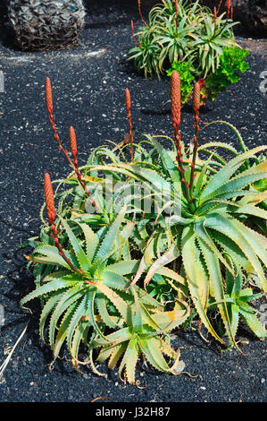 Aloe Vera blossom à Tenerife, Îles Canaries, Espagne Banque D'Images