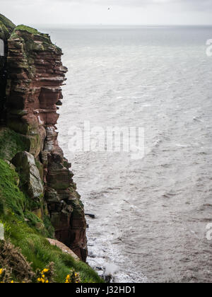 La falaise à la réserve naturelle RSPB, St Bees Head, Cumbria, Angleterre Banque D'Images