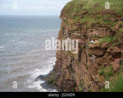 La falaise à la réserve naturelle RSPB, St Bees Head, Cumbria, Angleterre Banque D'Images