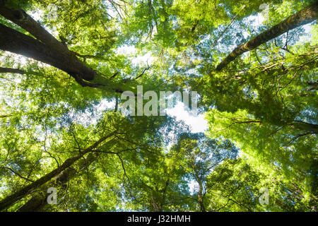 Regardant vers le haut à travers le feuillage vert des arbres à haut au-dessus de l'auvent Banque D'Images