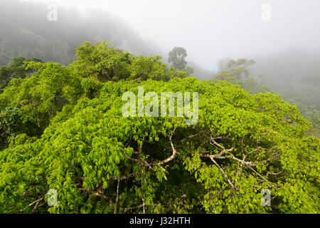 Nuages sur la canopée de la forêt tropicale vierge vu de Skyrail, près de Cairns, l'extrême nord du Queensland, Australie, Queensland, FNQ Banque D'Images