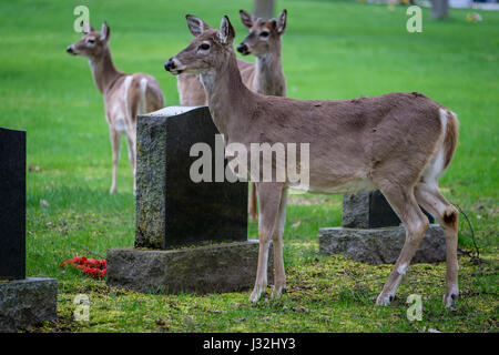 Groupe de jeunes le cerf de Virginie (Odocoileus virginianus), homme, femme, doe, buck, de l'environnement urbain, ville cimetière, London, Ontario, Canada. Banque D'Images