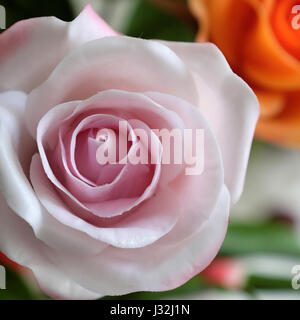 L'art merveilleux de l'argile, Close up of pink rose fleur, belles fleurs artificielles de l'artisanat habile avec Banque D'Images