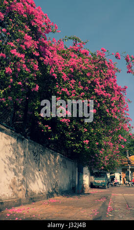 Grande maison avec fleurs de bougainvilliers en treillis de couleur pourpre sur mur de brique à Ho Chi Minh ville, Viet Nam le jour Banque D'Images