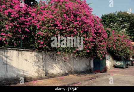 Grande maison avec fleurs de bougainvilliers en treillis de couleur pourpre sur mur de brique à Ho Chi Minh ville, Viet Nam le jour Banque D'Images