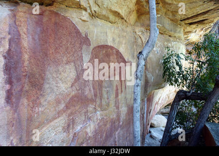 Les kangourous et les dingos ancêtre dans continuum rock art gallery, Jawalbinna, près de Laura, dans le sud de la péninsule du Cap York, Queensland, Australie. Pas de PR Banque D'Images