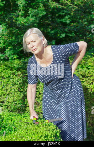 Femme de la Haute Cour dans son jardin un coupe haie de buis, tenant son retour à cause d'un coup de dos lumbago ou intense Banque D'Images