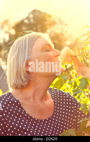 Femme aux cheveux gris dans son jardin profitant de l'odeur d'une rose fleur sur la glorieuse lumière dorée d'un après-midi d'été chaud et ensoleillé Banque D'Images