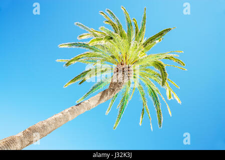 À la recherche jusqu'à leaning palm tree against blue sky, vue de dessous, tropical concept Voyages et tourisme Banque D'Images