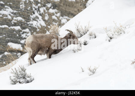 Le Mouflon des montagnes / Dickhornschaf ( Ovis canadensis ) en hiver, les femelles adultes, adultes se nourrissant d'arbustes couverts de neige, le parc national de Yellowstone P Banque D'Images