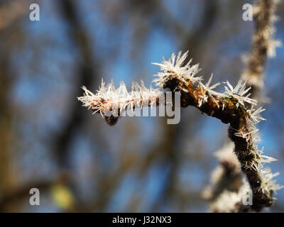 La photo 'IJskristallen op Tak' montre la beauté délicate des cristaux de glace sur une branche, un phénomène naturel qui se produit pendant l'hiver dans les climats froids. L'image capture la structure complexe de la glace, formant des motifs uniques sur les branches de l'arbre. Les cristaux de glace se forment lorsque la vapeur d'eau gèle à des températures inférieures à zéro, créant des formations gelées sur les surfaces des plantes. Banque D'Images