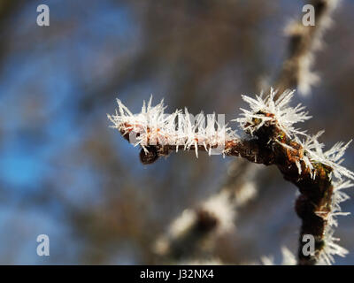 Cette photographie présente des cristaux de glace sur une branche d'arbre, capturant la beauté délicate de l'eau gelée dans la nature. L'image met en évidence les motifs complexes formés par les cristaux par temps froid. Banque D'Images