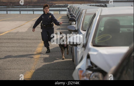 Des agents K-9 du Bureau des douanes et de la protection des frontières des États-Unis des opérations sur le terrain ont participé à un exercice de formation au port de Baltimore. L'exercice visait essentiellement à améliorer leurs compétences en matière de détection des substances illicites et à assurer la sécurité dans le port. Ces chiens sont formés pour aider aux efforts de protection des frontières. Banque D'Images