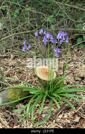 Bluebells autour d'une souche d'arbre sur un sol de España. Banque D'Images