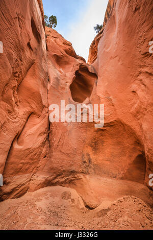 Big Horn canyon dans la harris lavabo près de Escalante, Utah Banque D'Images