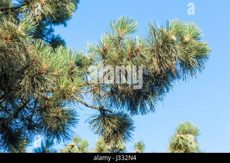 Les aiguilles et la direction générale d'un pin sylvestre (Pinus sylvestris), England, UK Banque D'Images