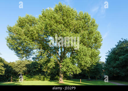 Le peuplier noir (hybride Populus x canadensis) arbre dans un parc, England, UK Banque D'Images