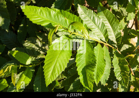 Le Châtaignier (Castanea sativa) feuilles, England, UK Banque D'Images