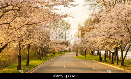 Cherry trees line Ohio Drive in Potomac Park during peak bloom of the cherry blossoms in Washington, D.C. Banque D'Images