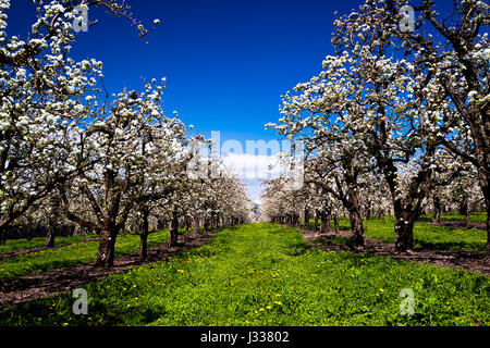 Immense et magnifique floraison blanc de plantation des arbres fruitiers qui vont jusqu' à l'horizon, plantés en rangées, avec un brillant spring grass entre eux, Banque D'Images