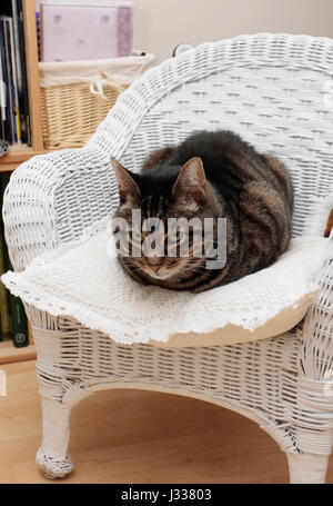 Grand mâle animaux adultes mackerel tabby cat assis sur un coussin sur une petite chaise en osier blanc et jetant un coup d'œil à huis clos Banque D'Images