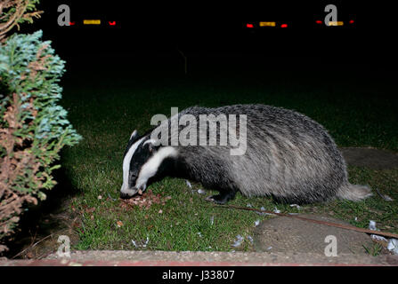 Wild Blaireau (Meles meles) dans la nuit dans un jardin Sussex manger nourriture pour chat reste pour elle Banque D'Images