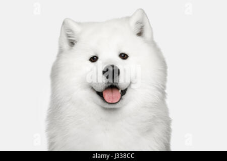 Samoyède chien isolé sur fond blanc Banque D'Images