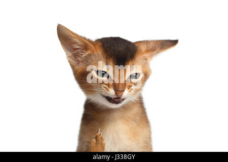 Portrait de chaton en colère isolé sur fond blanc Banque D'Images