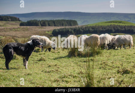 Avec chien Border Collie brebis Swaledale sur une colline, à l'effritement, Lancashire. Banque D'Images