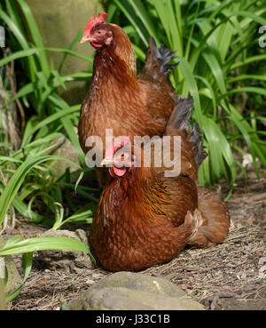 Gros plan d'un poulet Welsummer ou Welsumer, une race hollandaise de poulet domestique, dans un jardin, Chipping, Lancashire. ROYAUME-UNI Banque D'Images