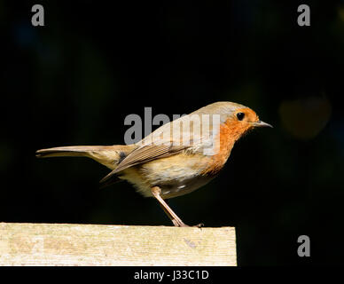Vue latérale d'Robin, écaillage, Lancashire. Banque D'Images