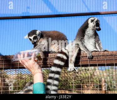Untitled document (Lemur catta) prendre avec paw les fruits des armes humaines. Long, queue annelée noir et blanc Banque D'Images